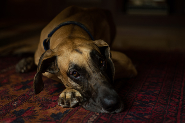 Winter nutrition for happy, healthy dogs